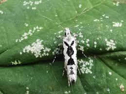 Attēlu rezultāti vaicājumam “Ypsolopha sequella”