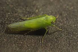 Attēlu rezultāti vaicājumam “Empoasca sp.”