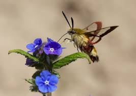 Attēlu rezultāti vaicājumam “Hemaris fuciformis”