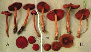 Attēlu rezultāti vaicājumam “Cortinarius sanguineus”