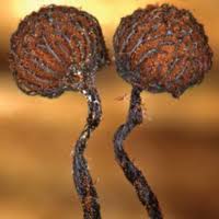 Attēlu rezultāti vaicājumam “Amaurochaete sp.”