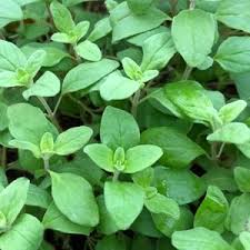 Image result for Origanum majorana
