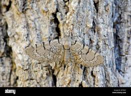 Attēlu rezultāti vaicājumam “Eupithecia venosata”