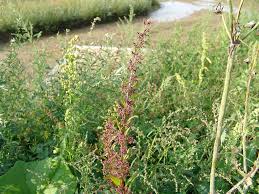 Attēlu rezultāti vaicājumam “Chenopodium polyspermum leaf”