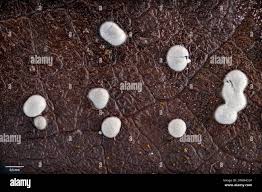 Attēlu rezultāti vaicājumam “Diderma effusum”