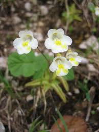 Attēlu rezultāti vaicājumam “Pinguicula alpina”