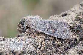 Attēlu rezultāti vaicājumam “Orthosia populeti”