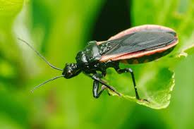 Attēlu rezultāti vaicājumam “Adomerus biguttatus”