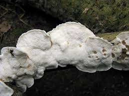 Attēlu rezultāti vaicājumam “Postia leucomallella”