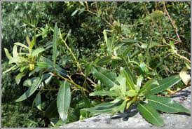 Attēlu rezultāti vaicājumam “Salix triandra”