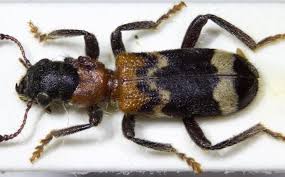 Attēlu rezultāti vaicājumam “Thanasimus formicarius”