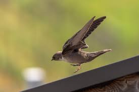 Image result for Ptyonoprogne rupestris