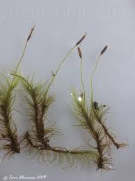 Attēlu rezultāti vaicājumam “Paraleucobryum longifolium”