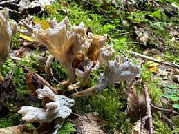 Attēlu rezultāti vaicājumam “Pseudocraterellus”