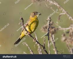 Image result for Emberiza melanocephala