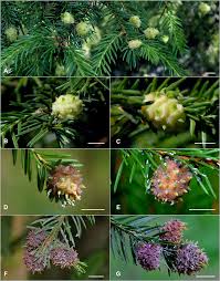 Attēlu rezultāti vaicājumam “Adelges laricis nymph”