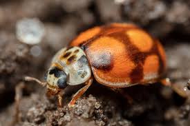 Attēlu rezultāti vaicājumam “Adalia decempunctata”