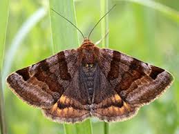 Attēlu rezultāti vaicājumam “Euclidia glyphica”