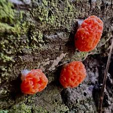Attēlu rezultāti vaicājumam “Tubifera applanata”