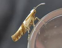 Attēlu rezultāti vaicājumam “Argyresthia pruniella”