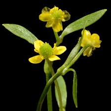 Attēlu rezultāti vaicājumam “Ranunculus lanuginosus leaf”