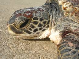 Image result for Chelonia mydas