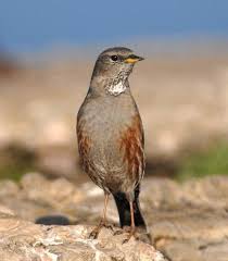 Image result for Prunella collaris