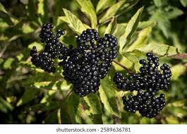 Attēlu rezultāti vaicājumam “Sambucus nigra fruit”