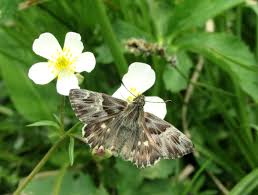 Attēlu rezultāti vaicājumam “Carcharodus floccifera upperside”