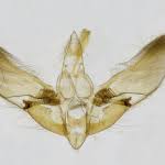 Attēlu rezultāti vaicājumam “Anania lancealis”