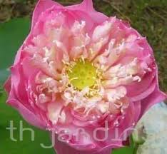 Image result for rosa aquatica