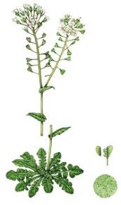 Attēlu rezultāti vaicājumam “Capsella bursa-pastoris”