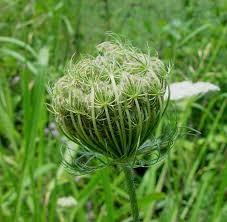Image result for Daucus carota