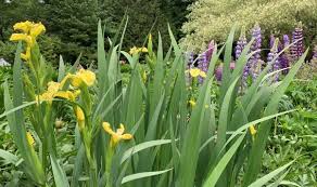 Attēlu rezultāti vaicājumam “Iris pseudacorus”