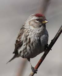 Attēlu rezultāti vaicājumam “Carduelis flammea”