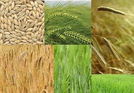 Attēlu rezultāti vaicājumam “Hordeum vulgare”