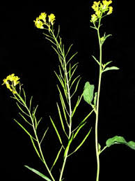 Attēlu rezultāti vaicājumam “Sinapis alba leaf”