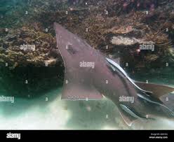 Image result for Rhynchobatus australiae