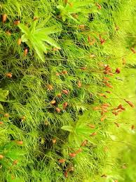 Attēlu rezultāti vaicājumam “Dicranella crispa”