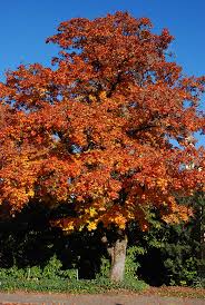 Attēlu rezultāti vaicājumam “Acer platanoides fo. schwedleri”