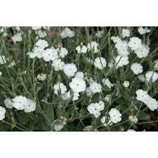 Image result for Lychnis coronaria alba