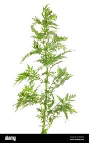 Image result for Artemisia annua