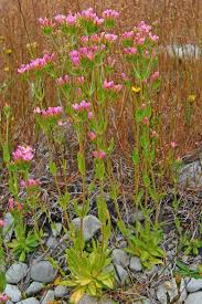 Attēlu rezultāti vaicājumam “Centaurium erythraea leaf”