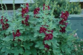 Attēlu rezultāti vaicājumam “Alcea rosea leaf”