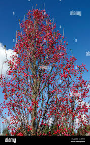 Attēlu rezultāti vaicājumam “Sorbus alnifolia”