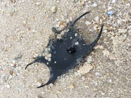 Image result for Amblyraja radiata