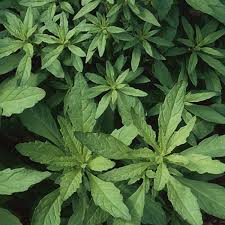 Image result for Chenopodium ambrosioides