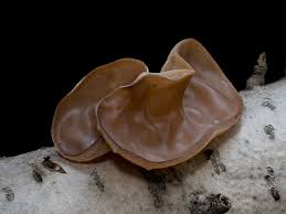 Attēlu rezultāti vaicājumam “Microstoma protracta”