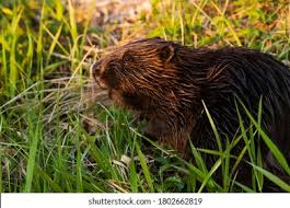 Image result for Castor fiber