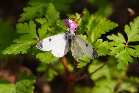 Attēlu rezultāti vaicājumam “Anthocharis cardamines underside”